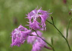 Dianthus superbus superbus