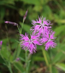 Dianthus superbus superbus