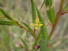 Ludwigia erecta