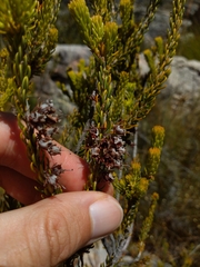 Erica parilis