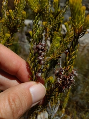 Erica parilis