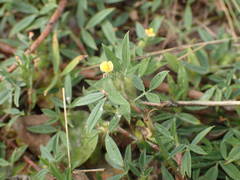 Stylosanthes fruticosa