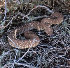 Crotalus ruber ruber