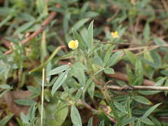Stylosanthes fruticosa