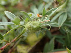 Stylosanthes fruticosa