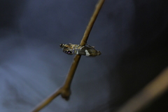 Glyphipterix zelota