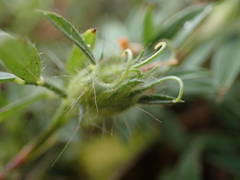 Stylosanthes fruticosa