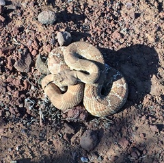 Crotalus ruber ruber