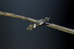 Glyphipterix zelota
