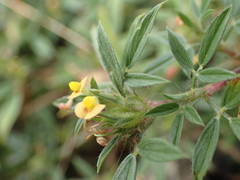 Stylosanthes fruticosa