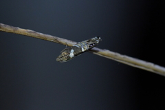 Glyphipterix zelota