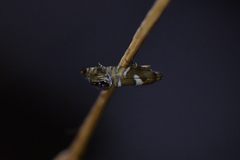 Glyphipterix zelota