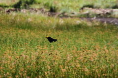 Chrysomus icterocephalus
