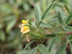 Stylosanthes fruticosa