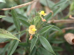Stylosanthes fruticosa