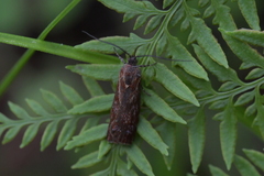 Hierodoris atychioides