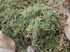 Stylosanthes fruticosa