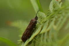 Hierodoris atychioides