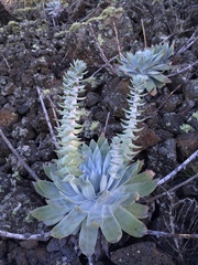 Dudleya anthonyi