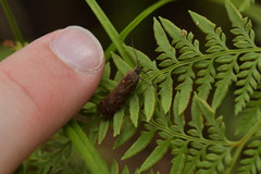 Hierodoris atychioides
