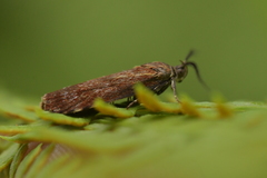 Hierodoris atychioides