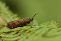 Hierodoris atychioides