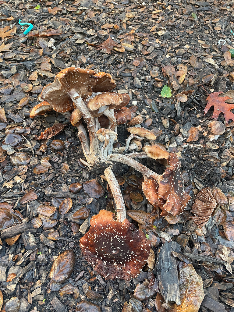 Armillaria mellea · November 2025 · photo: © ethologist (iNaturalist, cc-by)