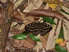 Lexias dirtea merguia