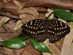Lexias dirtea merguia