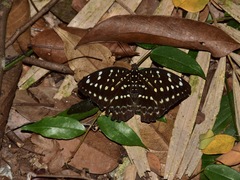 Lexias dirtea merguia