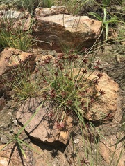Cyperus rupestris