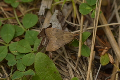 Uresiphita maorialis