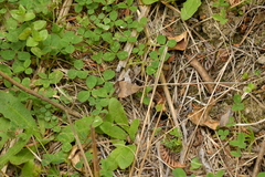 Uresiphita maorialis