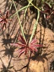 Cyperus rupestris