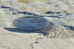 Versuriga