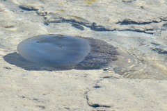 Versuriga