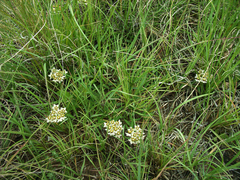 Asclepias multicaulis