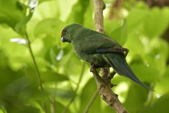 Cyanoramphus malherbi