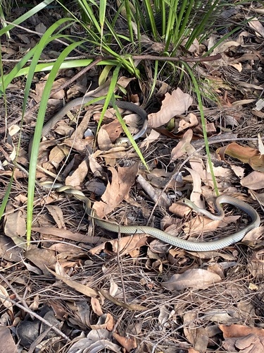 Yellow-faced Whipsnake sighting