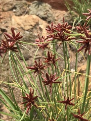 Cyperus rupestris