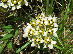 Asclepias multicaulis