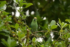 Cyanoramphus malherbi