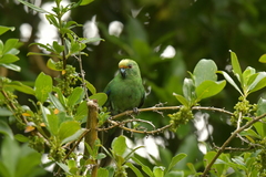 Cyanoramphus malherbi