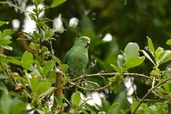 Cyanoramphus malherbi