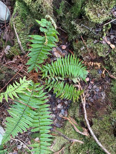 Dryopteris wallichiana observed 2025-11-29