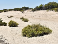 Spinifex longifolius