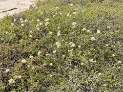 Ptilotus divaricatus