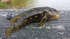 Chasmodes bosquianus