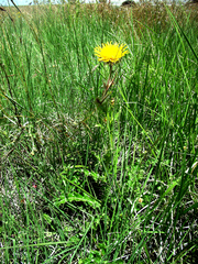 Berkheya multijuga