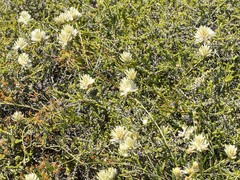 Ptilotus divaricatus